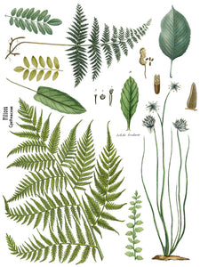 Fronds Botanical IOD Transfer - Iron Orchid Designs